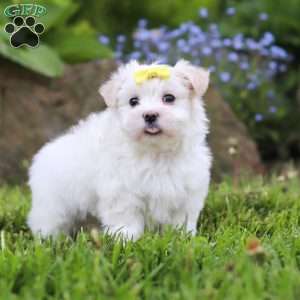 Bell, Maltese Puppy